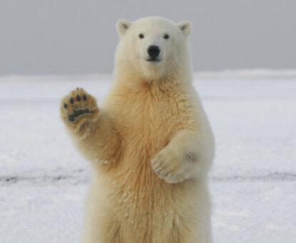 Polar bear waving photo