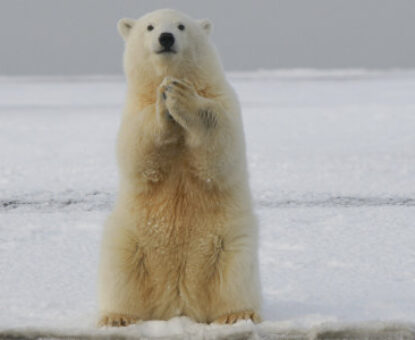 Bear with us polar bear photo